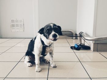 Portrait of a dog