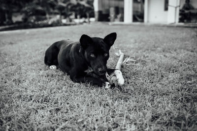 Dog relaxing on grassy field