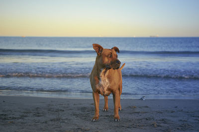 Dog on beach against sky