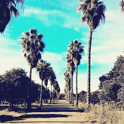 Trees against sky