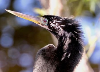 Close-up of a bird