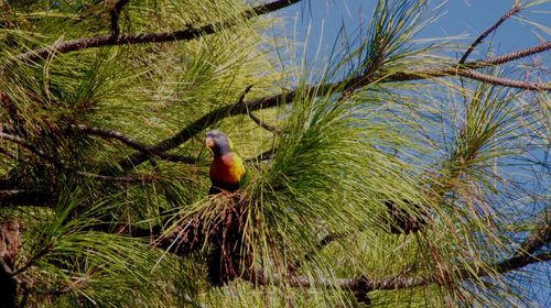 Bird perching on grass