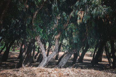 Panoramic shot of trees in forest