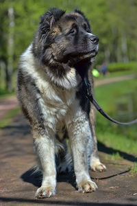 Dog looking away while sitting outdoors