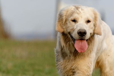 Close-up of dog sticking out tongue on field
