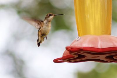 Close-up of bird flying