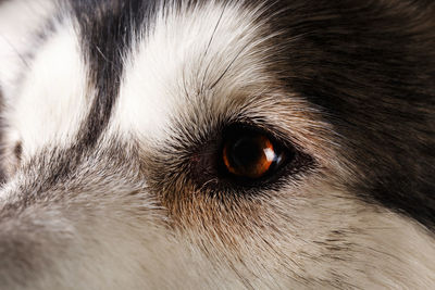 Close-up portrait of dog