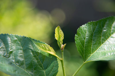 Close-up of fresh green leaves