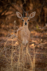 Young springbok stands in grass facing camera