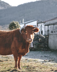 Cow standing in a field