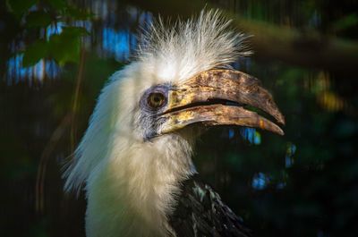 Close-up of a bird