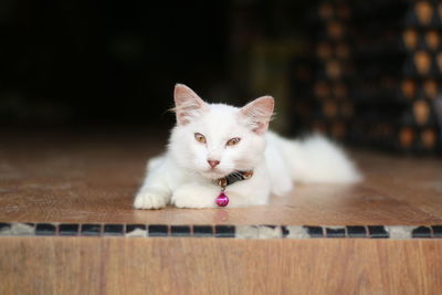 Portrait of white kitten