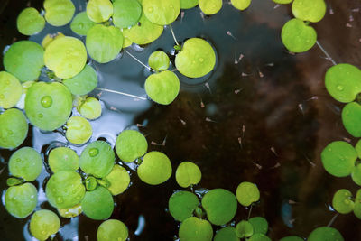 baby guppies