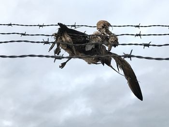 Low angle view of bird perching on bare tree against sky