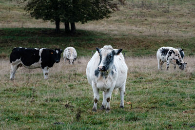 Cows standing in a field