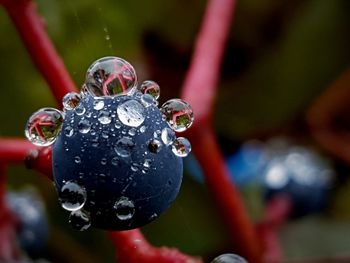 Close-up of water drops on berry 