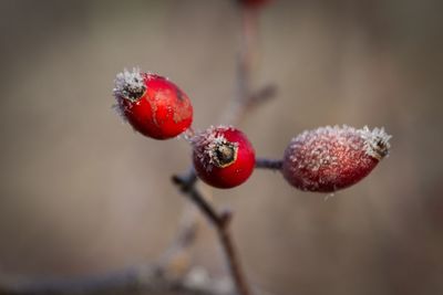 Close-up of berries in winter