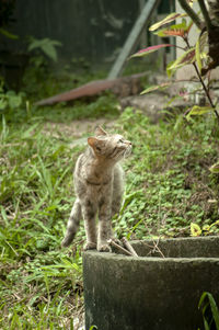 The cat sensitive and suspicious