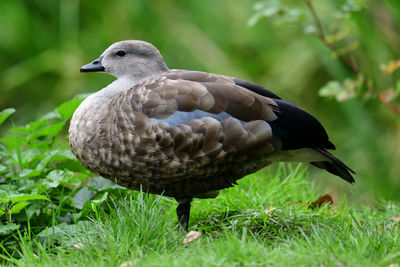 Close-up of bird on grass