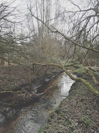 River flowing through bare trees in forest