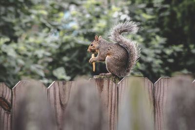 Squirrel on wooden fence