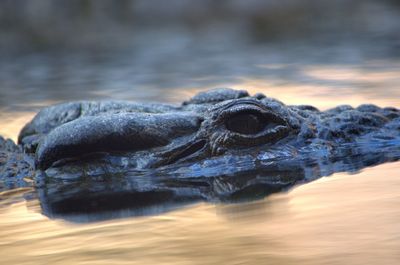 Close-up of turtle swimming in water