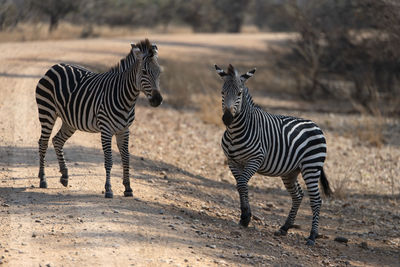 Zebra standing on field