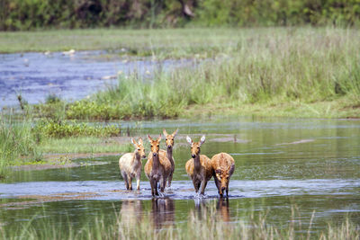 Horses in a lake