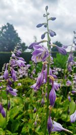 Close-up of purple flowers blooming on tree