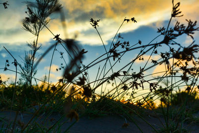 Close-up of silhouette plants on field against sky during sunset