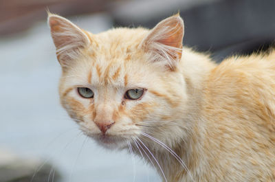 Close-up portrait of a cat