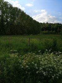 Scenic view of trees on field against sky