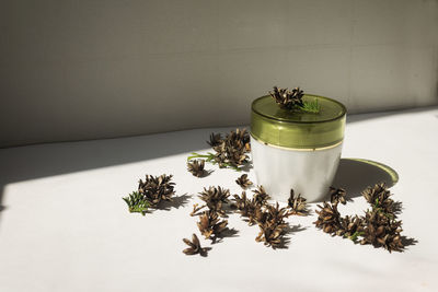 High angle view of potted plant on table