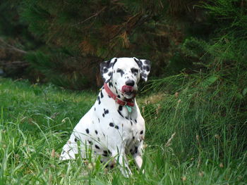 Dalmatian dog looking away in a field