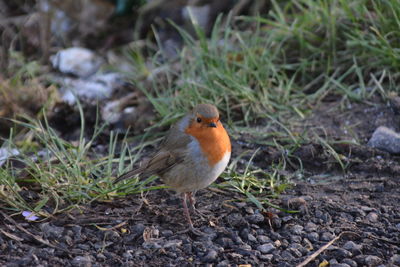 High angle view of bird perching on field