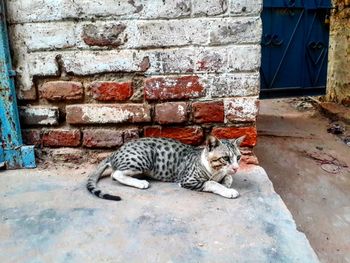 Portrait of cat lying on brick wall