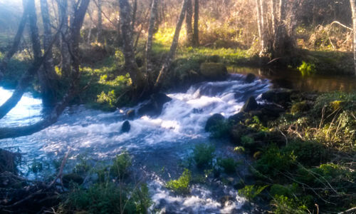 Scenic view of waterfall