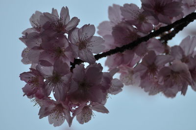 Low angle view of cherry blossoms against sky