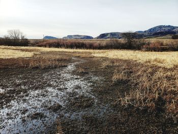 Scenic view of field against sky