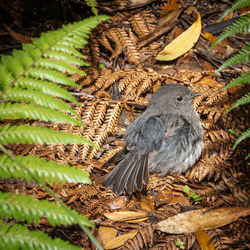 High angle view of bird perching on a field
