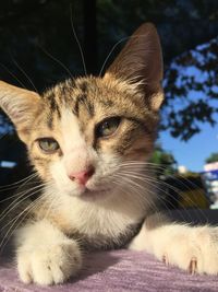 Close-up portrait of a cat