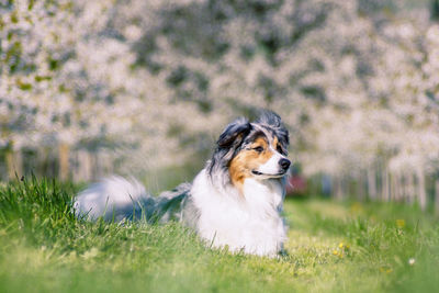 Dog sitting in grass