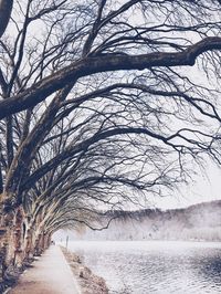 Road amidst bare trees during winter