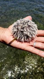 Close-up of hand holding crab in sea