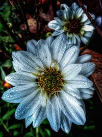 Close-up of white flower