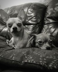 Dog relaxing on sofa