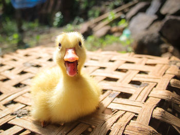 A yellow baby duck