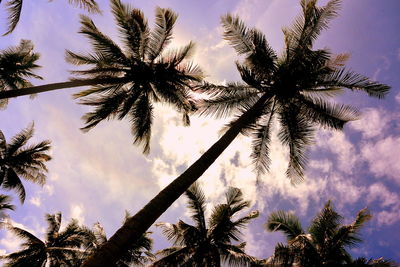 Low angle view of silhouette tree against sky