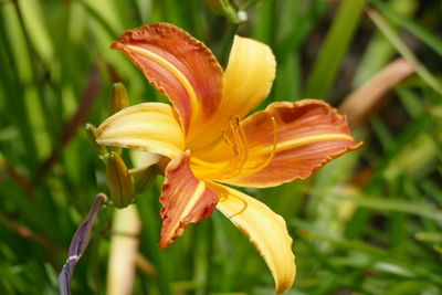 Close-up of day lily