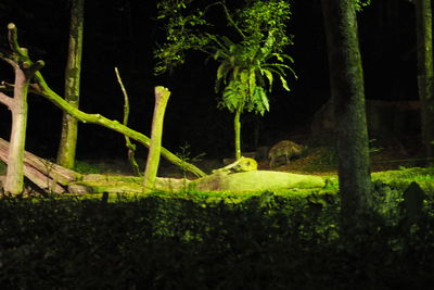 View of tree trunk in forest